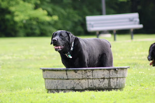 Canine Corners Dog Park - Elliot Park